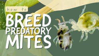 Breed predatory mites at home | save money & treat plant pests naturally