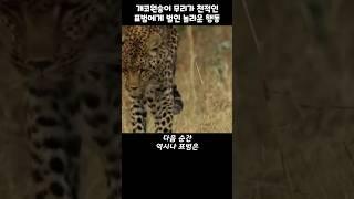 겁도없이 개코원숭이의 영역에 들어간 표범의 끔찍한 최후