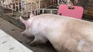 The sow is about to give birth and goes to the farrowing bed ahead of time to give birth.