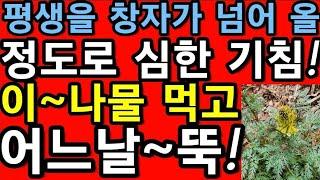 평생을 창자가 넘어 올 정도로 심하게 해온 기침! 이~나물을 먹었을 뿐! 어느날~뚝!                    산괴불주머니,산괴불주머니나물,@WellbeingTV