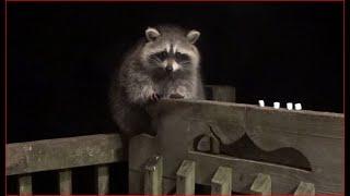 Remembrance Day - Raccoons Galore and Woody is back