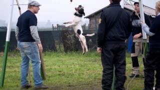 Staffordshire Bull Terrier Sporting Club Italia - Stafford Athletic Legends 2013