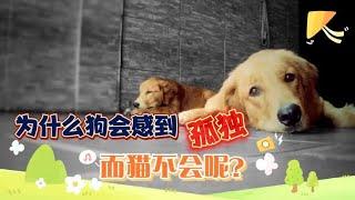 为什么狗狗会感到孤独，而猫咪不会呢？