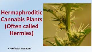 Hermaphroditic Cannabis Plants Often called Hermies