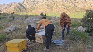 Buying a beehive and bees attacking the operator and Deoora's family #deoora