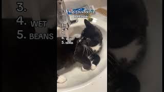 Top5 tuxedo cat behavior #top5cats #cat #cutepets #catshorts #cuteanimals #tuxedocat #catpersonality