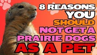 8 Reasons You Should NOT Get Prairie Dogs as Pets 