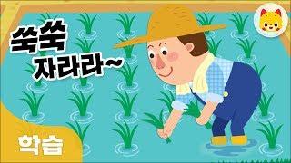 벼가 쌀이 되기까지 | 가을 | 가을걷이 | 추수 | 토모키즈 | TOMO