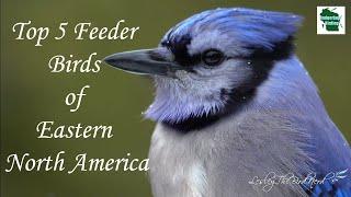 Top 5 Feeder Birds of Eastern North America (with LesleytheBirdNerd)