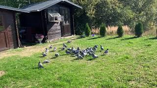 Brieftauben Erfahrung 2021/ Badetag /Racing pigeon experience/Bathing day