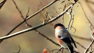 Eurasian Bullfinch during breakfast ( Pyrrhula pyrrhula )