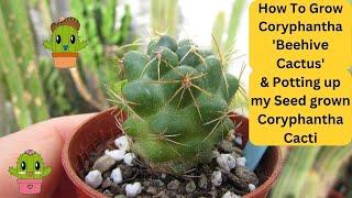 How To Grow Coryphantha 'Beehive Cactus' & Potting up my Coryphantha Cacti #cactus #cactusplant