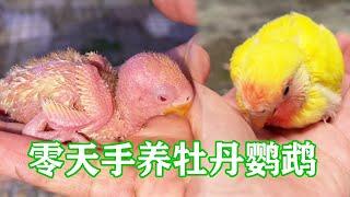 [Zero Day Hand-Raising Peony Parrot Full Edition] Super inspirational parrot! When I was a child  I