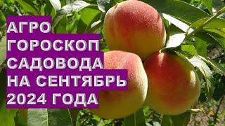 Агрогороскоп садовода на сентябрь 2024 года Gardener's agrohoroscope for September 2024