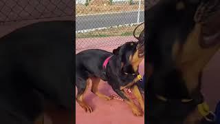 Defense Training With ️Orly Rottweiler ️‍