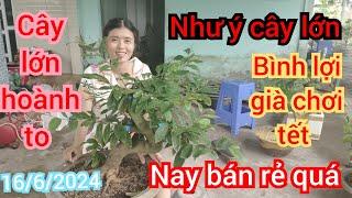 16/6/2024️0376910321 Lan  giảo như cây tàn thông quá trời bo có vài trăm à bình lợi hơn 20 hoành