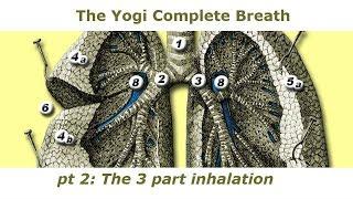 3 part Yogi Complete Breath pt 2.