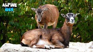 United Alpine Ibex Family