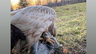 FALCONRY | Squirrel hunting with a white goshawk