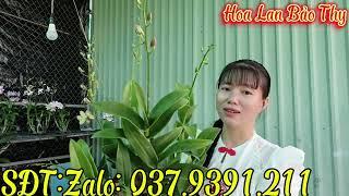 Hoa đẹp giá rẻ, kính mời cả nhà,3-3-2025(HoaLanBảoThy)