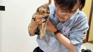 深夜2:00までの愛情あふれる往診で、FIPの子猫がありがとうを伝えました。