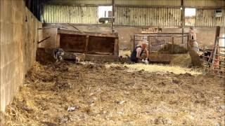 Vermin hounds out on a rat job. Earthdog Border Terriers