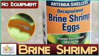 Hatching Artemia / Brine Shrimp with NO Equipment (for Fish Fry)