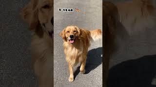 45 days Vs 1 year golden retriever transformation #feed #dog #shots #goldenretriever #trasformation