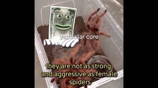 yapdollar core vol. 3