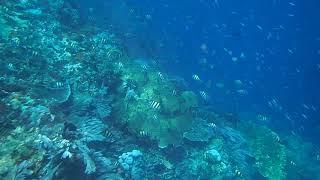 Special Diving Spot: Batu Bolong @ Komodo National Park