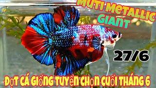 Đợt cá Betta GIANT Khổng Lồ  - Cá Giống Tuyển Chọn cuối tháng 27/6 | Muti Metallic Giant...️