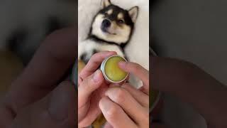 ASMR | 曼玉Manyu沉浸式身体护理SPA  #柴犬 #豆柴 #抖音 #柴犬可愛い