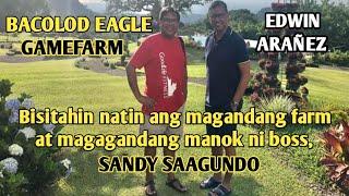 Let's visit beautiful farm and quality Gamefowl of mister, Sandy Saagundo - Bacolod Eagle gamefarm