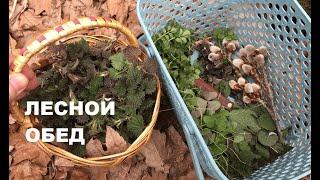 Вкуснейший обед в лесу из февральских дикоросов. Готовим на печке-щепочнице