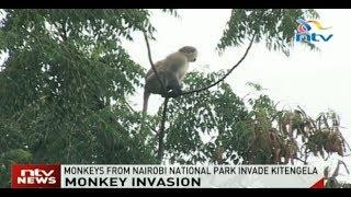 Monkeys from Nairobi National Park invade Kitengela