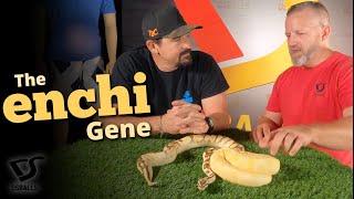 The Enchi Gene! Ball Python Morphs - DsBalls.com