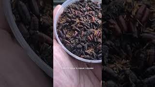 Готовим прикормку с детьми прямо на канале! Семейная рыбалка начинается