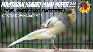 Masteran Kenari isian super !!! ( ciblek, sikatan londo, blackthroat )