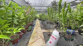 Vào xem live tham quan vườn Lan Lê Ngọc nhận quà nha cả nhà