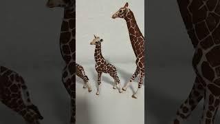 the giraffe family #oldies #coversong #singer #song #vintage #horse #equestrianjourney #animalsounds