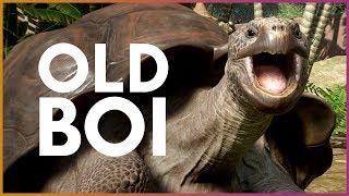  Giant Tortoise! | Planet Zoo Update