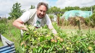 Boost Your Garden: Cherry Tree Pruning and Apple Tree Thinning Advice