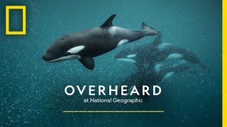 The Secret Culture of Orcas | Podcast | Overheard at National Geographic