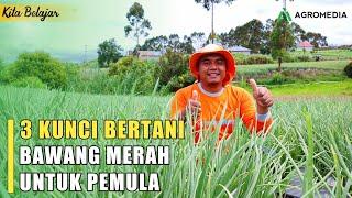 Budidaya Bawang Merah !! Tips Bertani Bawang Merah untuk Pemula