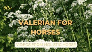 Valerian for Horses