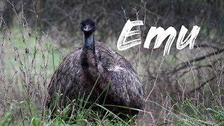 Birding with Pete - Emu