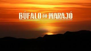 Filme Búfalo do Marajó