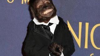 Monkey Steals the Show at 'Museum 3' Premiere