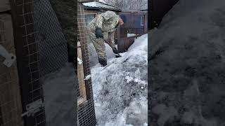 Выпускаем курочек на улицу…️