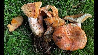 Identifying The Saffron Milkcap, Lactarius deliciosus